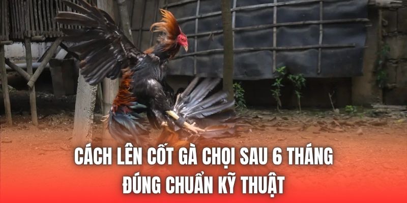 Cách Lên Cốt Gà Chọi Sau 6 Tháng Đúng Chuẩn Kỹ Thuật