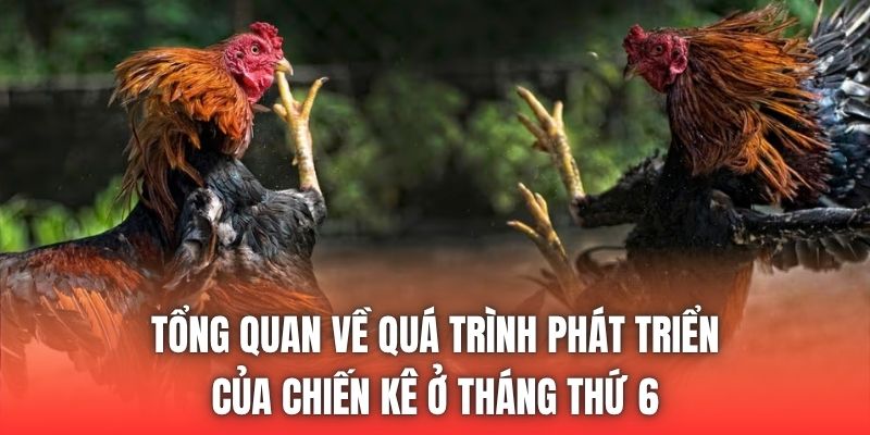 Tổng quan về quá trình phát triển của chiến kê ở tháng thứ 6